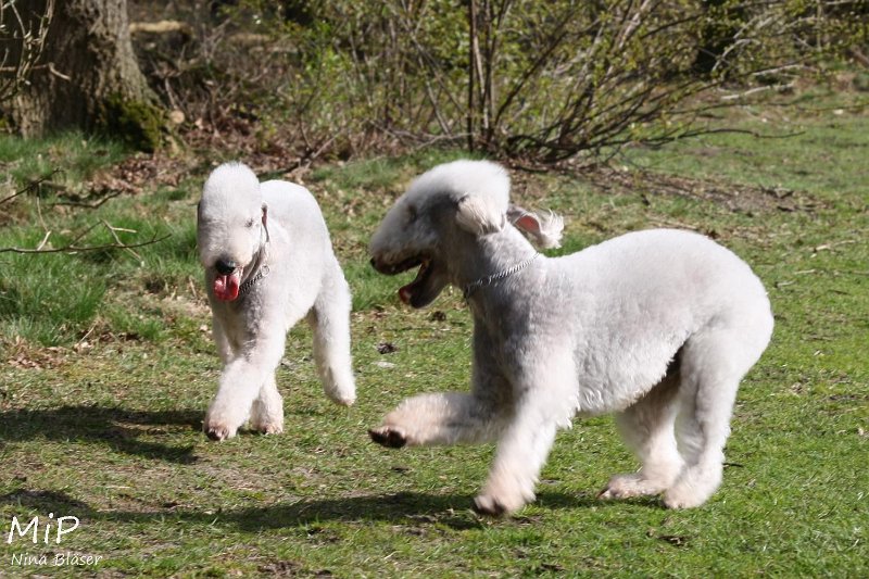 2011-04-02 Aveline Alanna Svet (19).jpg - Arc-en-ciel Alanna & Airis Blue Volshebny Svet